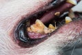 Dog teeth with tartar or bacterial plaque before scalling