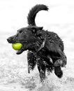 Dog with tennis ball Royalty Free Stock Photo