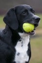 Dog And Tennis Ball Royalty Free Stock Photo