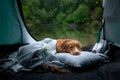 Dog in a tent in the rain. Nova Scotia Duck Tolling Retriever in the camp. Pet Travel