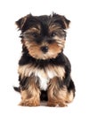 Yorkshire terrier dog isolated on white background Royalty Free Stock Photo