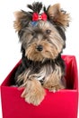 Yorkshire Terrier Getting out of a Pink Box