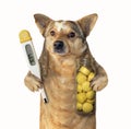 Dog with a thermometer and pills Royalty Free Stock Photo