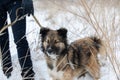 dog with thick shaggy coat stands on snow near man with leash. Owner with his pet walk in forest on fine winter day