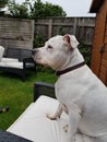 Dog thinks hes a person garden chairs