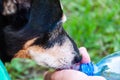 Dog thirst at hot weather. Drinking water. Refreshing drink. Thirsty dog drinking water outdoor. Dog pet drink water from hands. Royalty Free Stock Photo