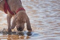 Dog is thirsty and suffers from heat in the hot summer. pet dog purebred cocker spaniel stands in the river and drinks cool water Royalty Free Stock Photo