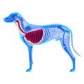 Dog Thorax / Lungs Anatomy - Canis Lupus Familiaris Anatomy - is