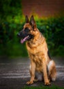 Portrait An obedient trained German Shepherd sits.