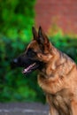 Portrait An obedient trained German Shepherd sits.