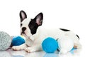 Dog with threadballs isolated on white background