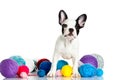 Dog with threadballs isolated on white background