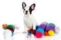 Dog with threadballs isolated on white background