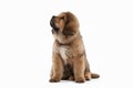 Dog. Tibetan mastiff puppy on white background Royalty Free Stock Photo