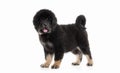 Dog. Tibetan mastiff puppy on white background Royalty Free Stock Photo