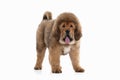 Dog. Tibetan mastiff puppy on white background Royalty Free Stock Photo