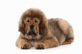 Dog. Tibetan mastiff puppy on white background Royalty Free Stock Photo