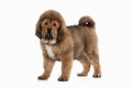 Dog. Tibetan mastiff puppy on white background Royalty Free Stock Photo