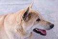 Dog tick bloodsucking insect on ear Royalty Free Stock Photo