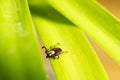 Dog Tick on Leaf Royalty Free Stock Photo