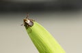 Dog Tick on Leaf Royalty Free Stock Photo