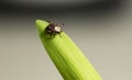 Dog Tick on Leaf Royalty Free Stock Photo