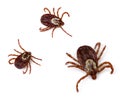 Dog Ticks