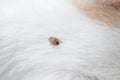 Dog ticks Royalty Free Stock Photo