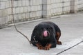 A dog tied to a chain lies and licks his nose with a pink tongue. Rottweiler