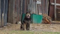 A dog tied to a chain. Watchdog