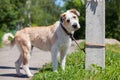 Dog tied to a concrete pillar