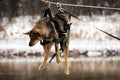 Dog tied up to the rope crossing the river Royalty Free Stock Photo