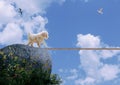 Dog on tightrope