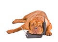 Dog Tired of Phone Calls Royalty Free Stock Photo