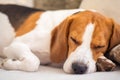 Dog tired sleeps on a couch, beagle on sofa Royalty Free Stock Photo