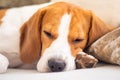 Dog tired sleeps on a couch, beagle on sofa Royalty Free Stock Photo