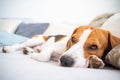 Dog tired sleeps on a couch, beagle on sofa Royalty Free Stock Photo