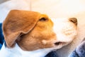 Dog tired sleeps on a couch, beagle on sofa Royalty Free Stock Photo