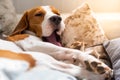 Dog tired sleeps on a couch. Funny pose, yawing. Beagle on sofa Royalty Free Stock Photo