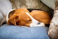 Dog tired sleeps on a couch. Lazy Beagle on sofa Royalty Free Stock Photo