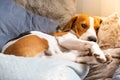 Dog tired sleeps on a couch. Lazy Beagle on sofa Royalty Free Stock Photo