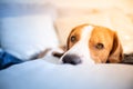 Dog tired sleeps on a couch, beagle on sofa Royalty Free Stock Photo