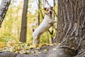 Dog tired to chase cat or squirrel standing under tree Royalty Free Stock Photo