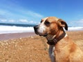 The wet dog soaking in the sun after a bath in sea water Royalty Free Stock Photo