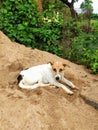 The innocent stray dog resting on the sand to feel warmth