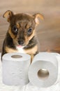 Dog toilet Royalty Free Stock Photo
