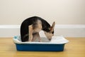 Dog toilet, pet on an absorbent diaper pad Royalty Free Stock Photo