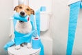 Dog on toilet seat Royalty Free Stock Photo