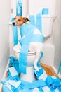 Dog on toilet seat Royalty Free Stock Photo