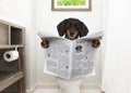 Dog on toilet seat reading newspaper Royalty Free Stock Photo